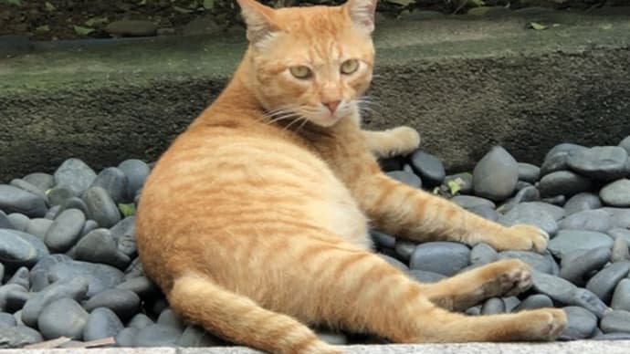 マニラのにゃんこたち4