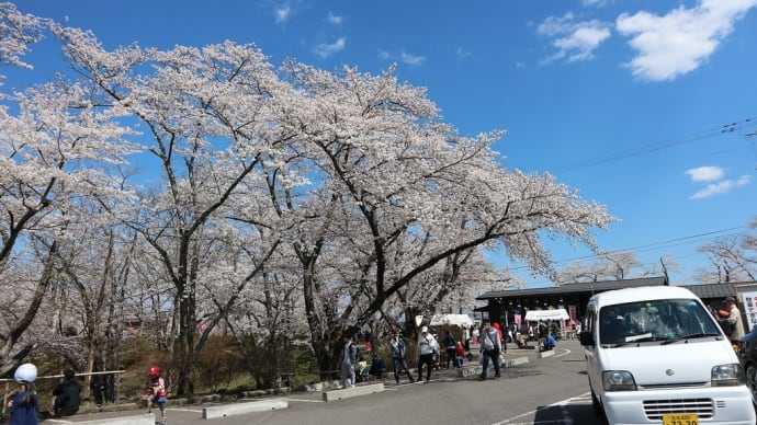 シダレザクラ 宮城県柴田郡柴田町(8)船岡城址公園スロープカー