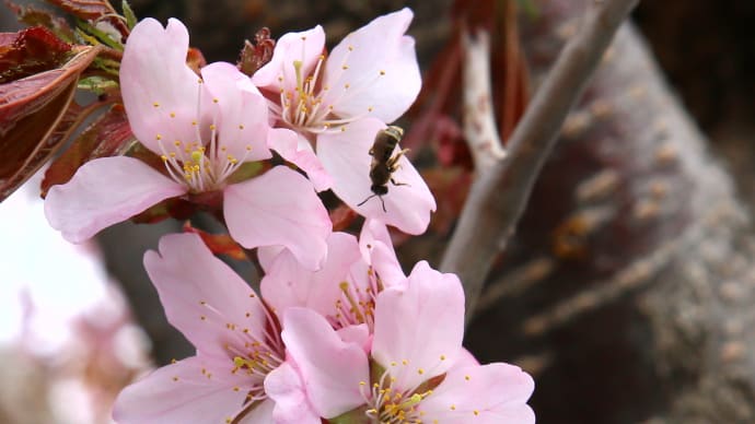 北海道の4月はまだまだ寒い、桜の開花はGWころ、一足先に写真で春の桜13-2