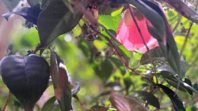庭の椿の花が奇麗になりました 25.3/20