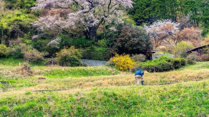西丸尾のしだれ桜