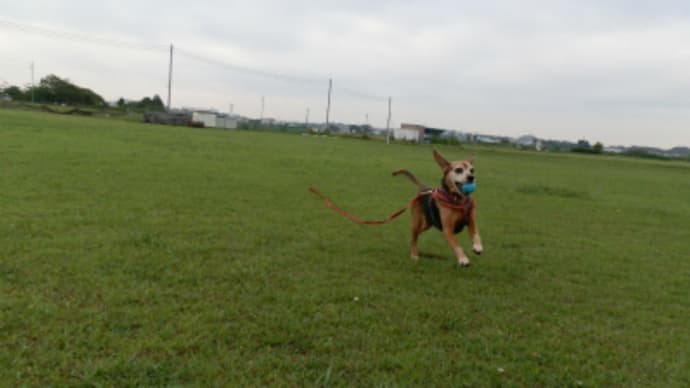 犬のボディランゲージを学ぶ@横浜座学 #2