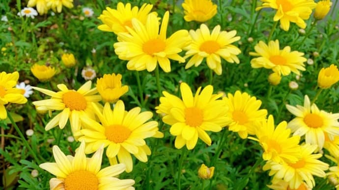 花に癒される毎日