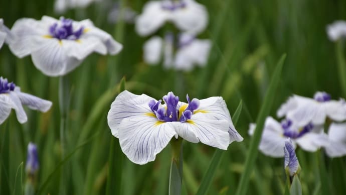 Gooブログ Goo Blog ハッシュタグ 染谷花しょうぶ園