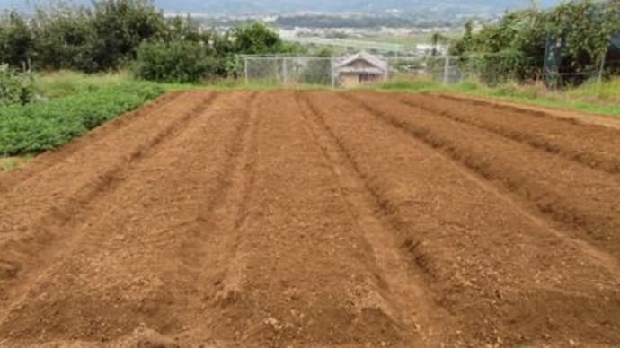 柿の収穫を中断して