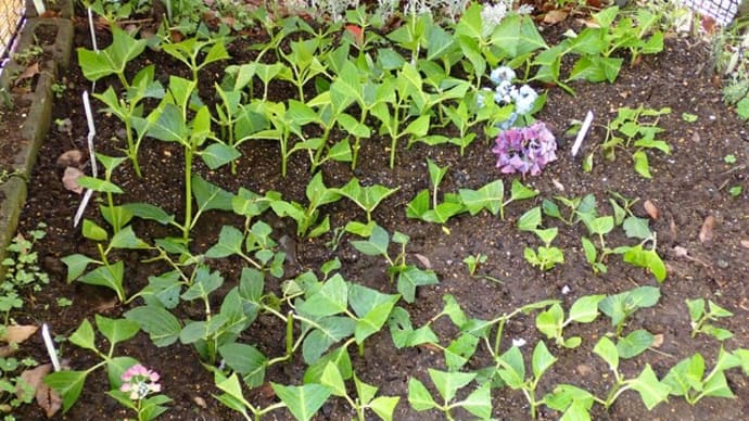 今日の花々