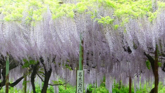 初夏の信州上田・・・信濃国分寺史跡公園で・・・名木「カバンの藤」を見る