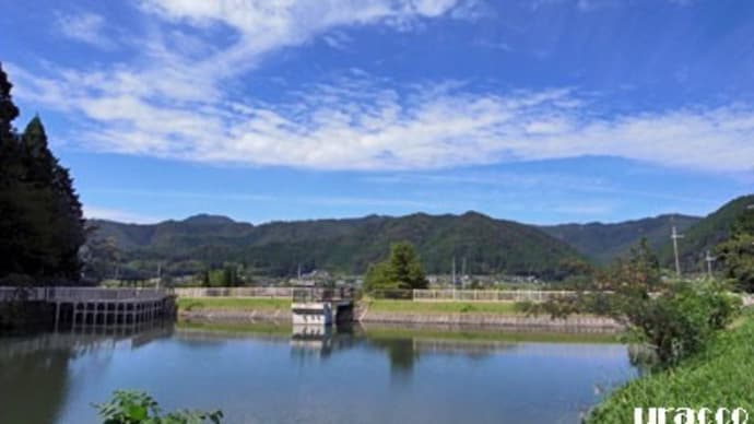 わち山野草の森2022.9(2)