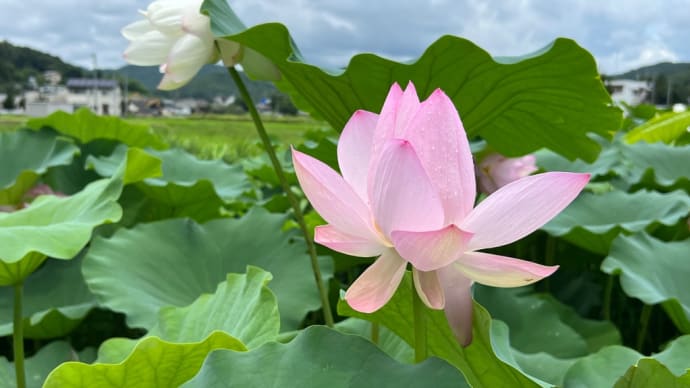 池はないけど 睡蓮が広がる風景  これも梅雨の景色ですよね