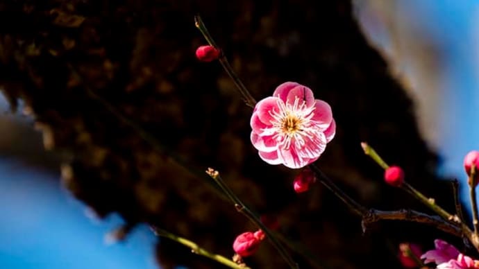 唐梅、花盛り