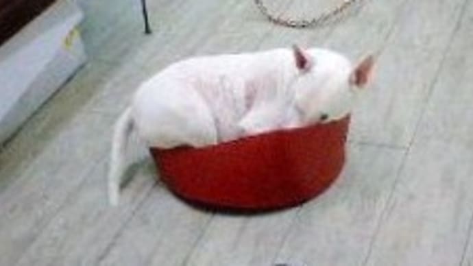 段ボール犬(ROCK IN THE BOX.)