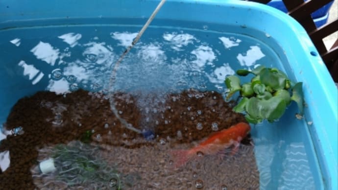 メダカと金魚のお引っ越し完了
