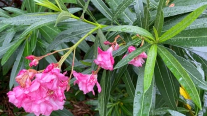 雨が降らぬうちに