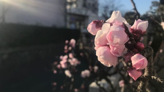 花びらの反射光でファンタジックな世界を魅せる