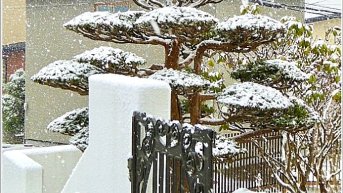二十四節気「小雪」の節入の日にタイミング良く雪化粧した庭木のイチイ（別名・オンコ）
