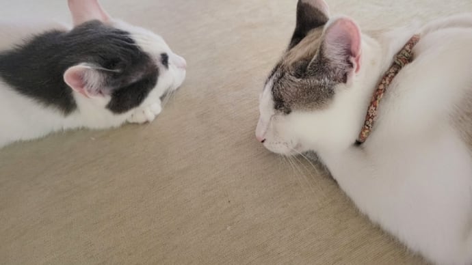 忙しいけどちょっとだけ~
