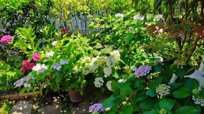~ 6/5 我家の紫陽花が見頃です! ~
