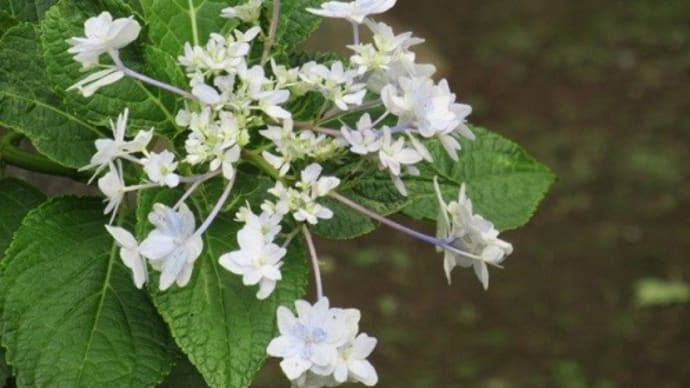 お宮で、紫陽花と蔓穂を