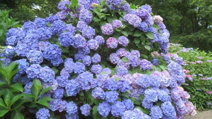 とちはなに行くのよ~!(最終回)花花!花花花!!超花!!