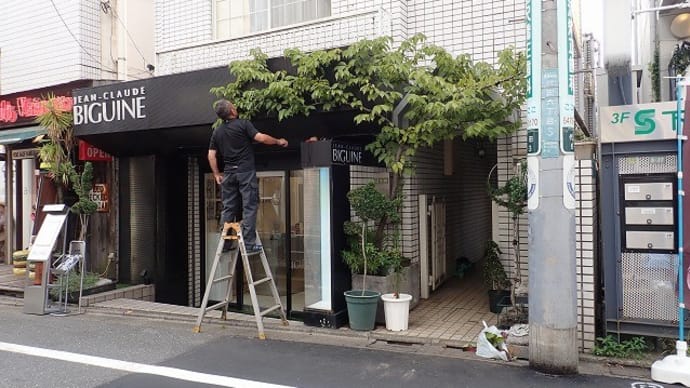 河津桜の誘引