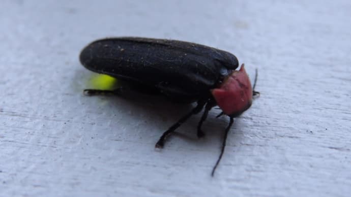 あなたはだ~れ? ゲンジ、ヘイケ?