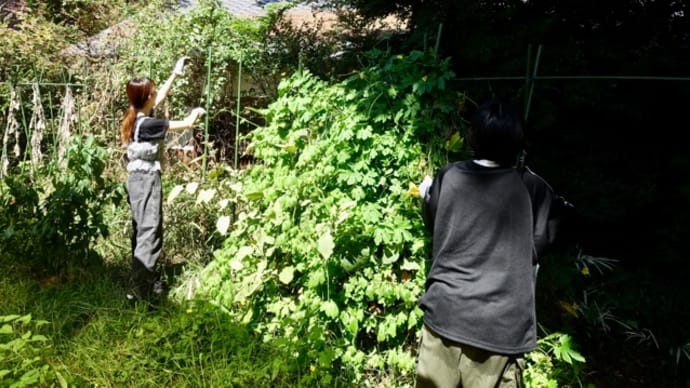 夏野菜の畑の片付け