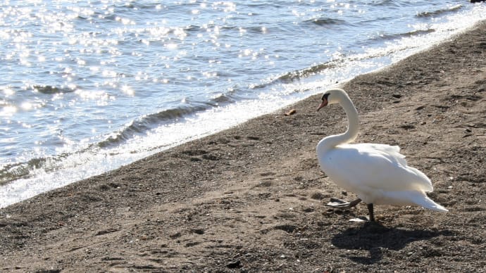 北国の春を待つ三月に、夏の朝の支笏洞爺の写真を1