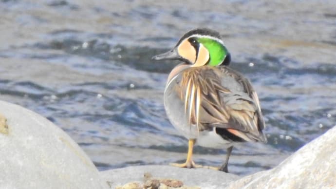 大分川のトモエガモ