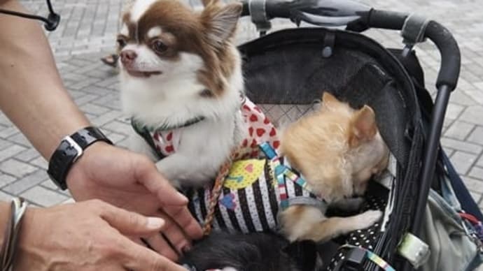 ことちゃん、よくできました('◇')ゞ