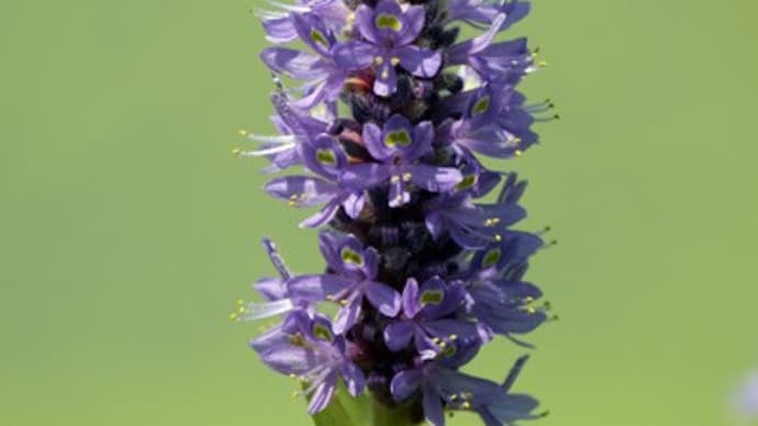 ハス田に咲くポンテデシアの花