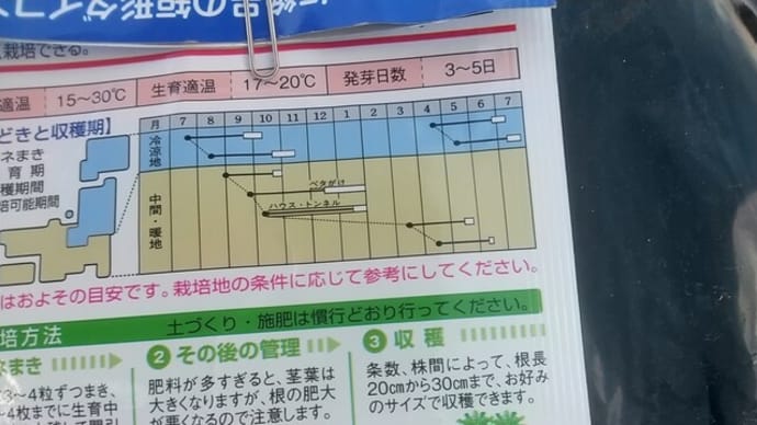 カブとダイコン種蒔
