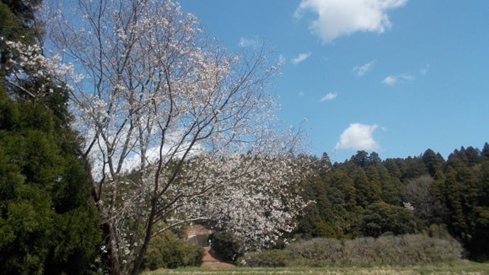 山桜と畑