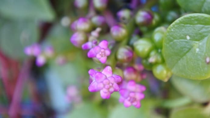 ツルムラサキの花と実