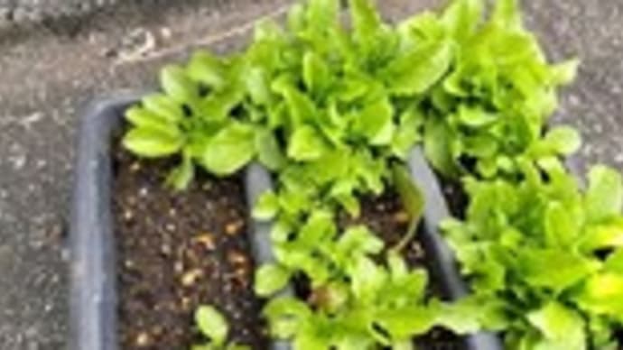 チマサンチュ追加植え