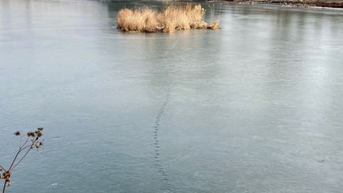 氷の上の足跡