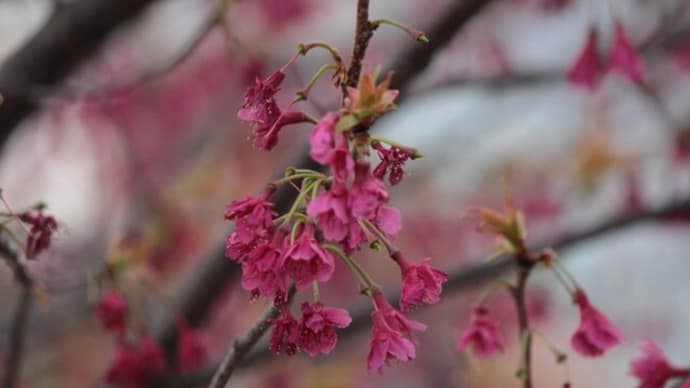 篠窪(しのくぼ)の隣町でみた カンヒザクラと不思議な桜達 (2021/03/12)