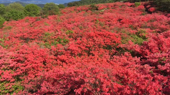 つつじ満開の徳仙丈山2022
