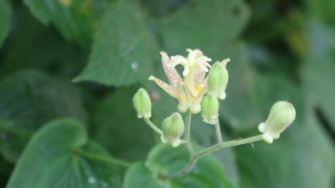 栂池自然園の花 7月31日 その1 14種