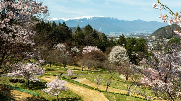 2023清明 信州桜紀行 8.高遠町花の丘公園