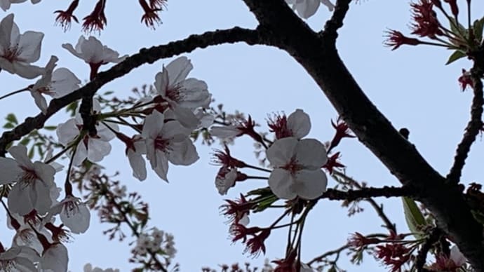 １４年目の四弁桜