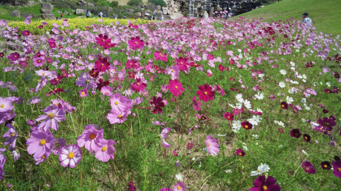 讃岐まんのう公園のコスモス2021/10/9
