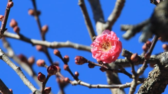 森林公園の梅2025