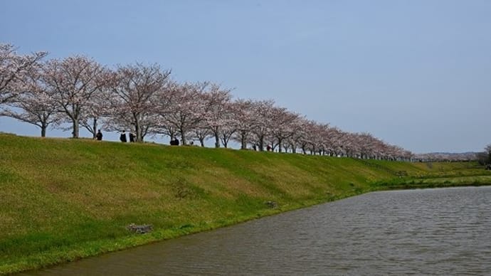 桜めぐり 小野市