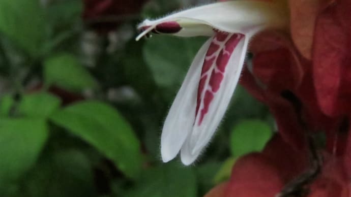 Mexican shrimp plant