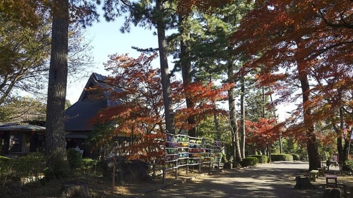 修善寺 虹の郷 もみじ林の紅葉と黄葉