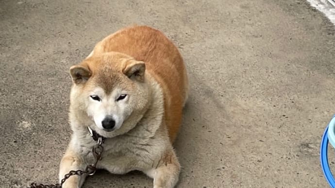 独身税も視野に入れ政府が動いている。