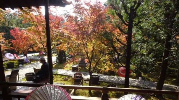 【勝林寺(2)】娘3号と2人京都旅⑧2021/11/15