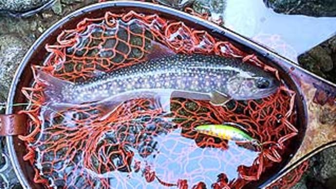 T.K様の渓流のルアーフィッシング。