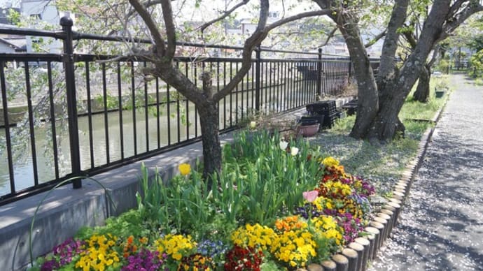 伊勢市「勢田川沿いの公園のチューリップ」見てきました～(^^)　2025