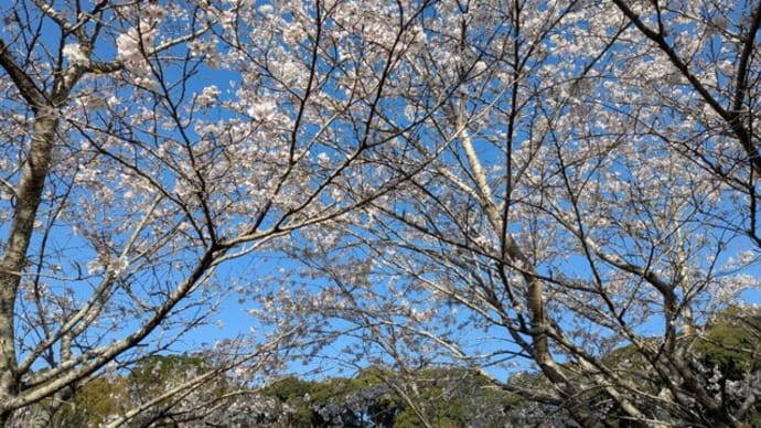 種蒔きときらすまめし　7日